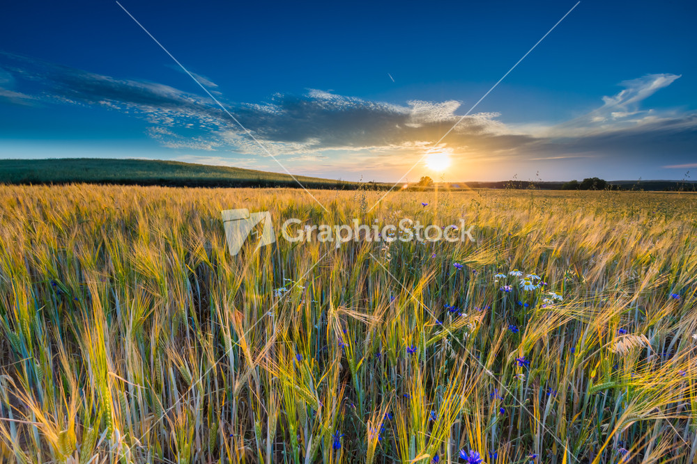 Beautiful landscape of sunset over corn field at summer. Beautiful grown corn ears in summertime field at sunset.