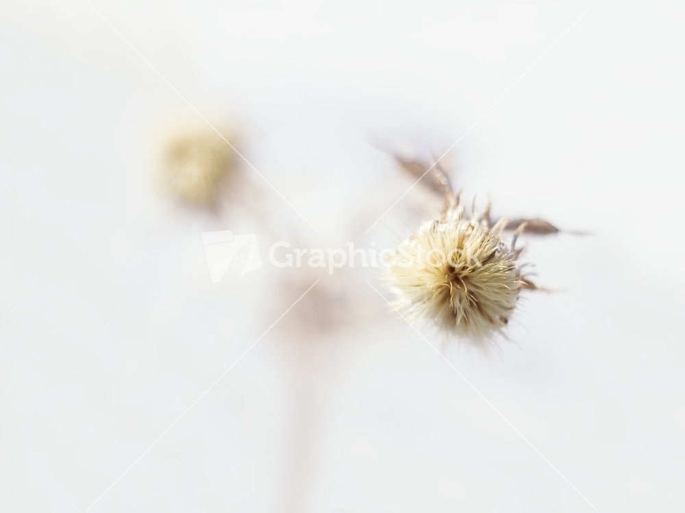 Dry flowers photographed at winter. Close up of withered plants