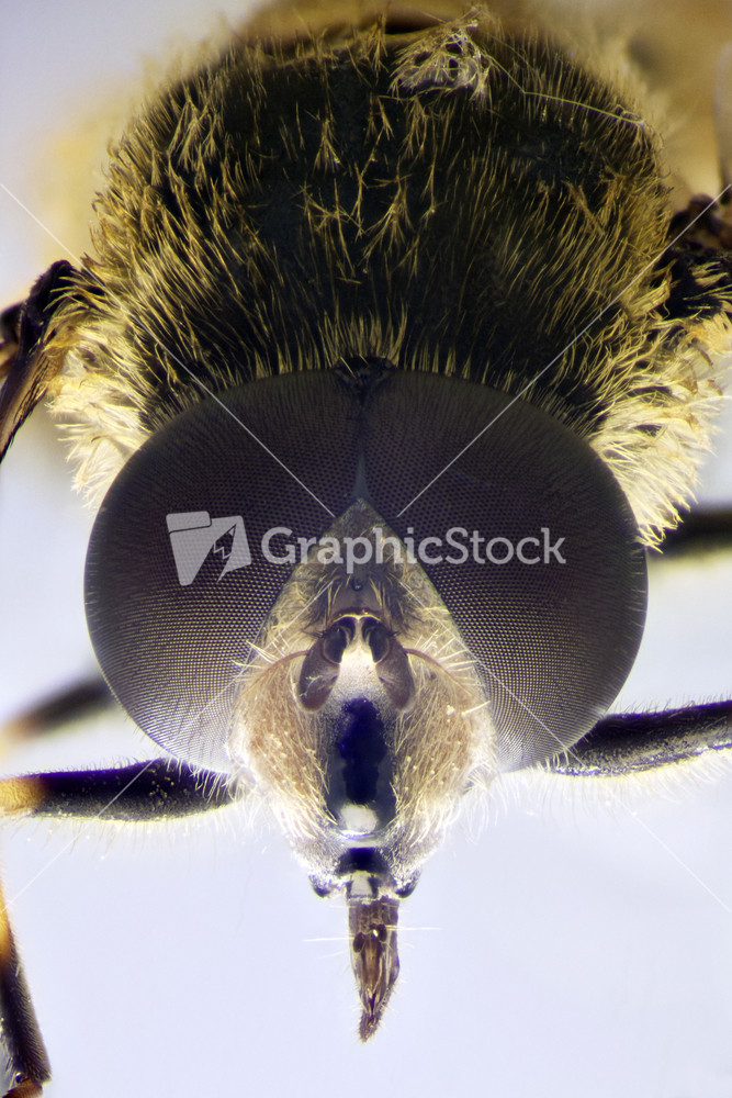 Micro Photo Of A Hoverfly