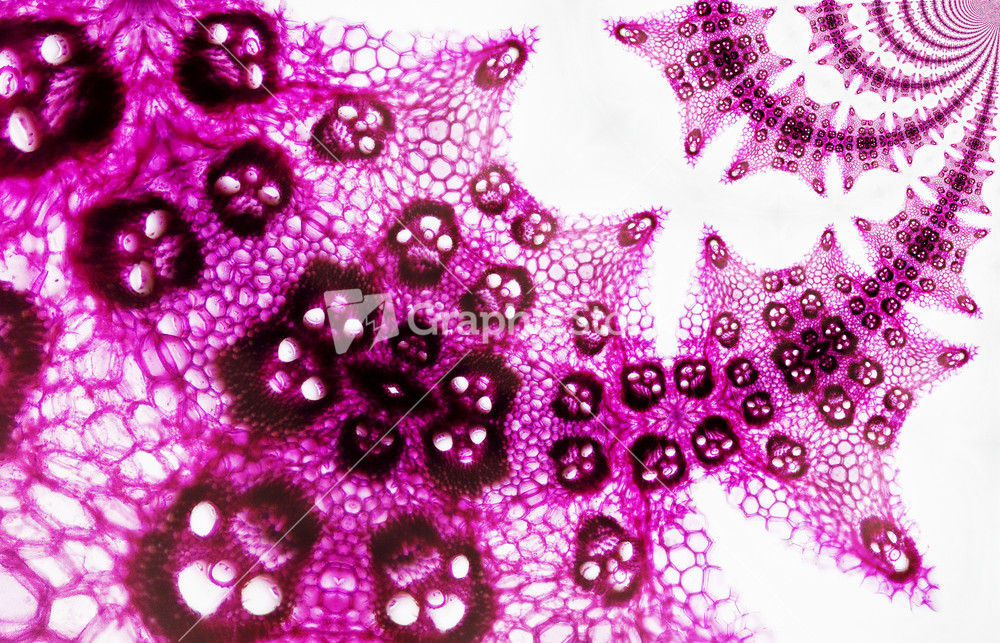 Micro Photo Of Corn Cells