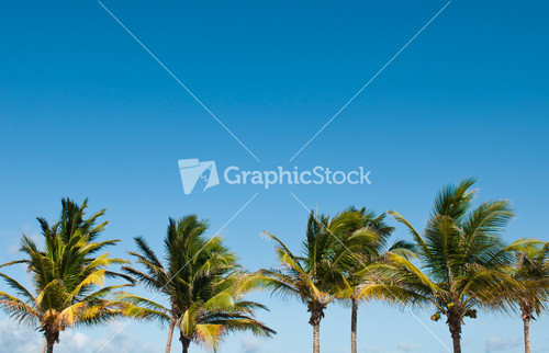 Palm Trees Royalty-Free Vectors, Illustrations and Photos