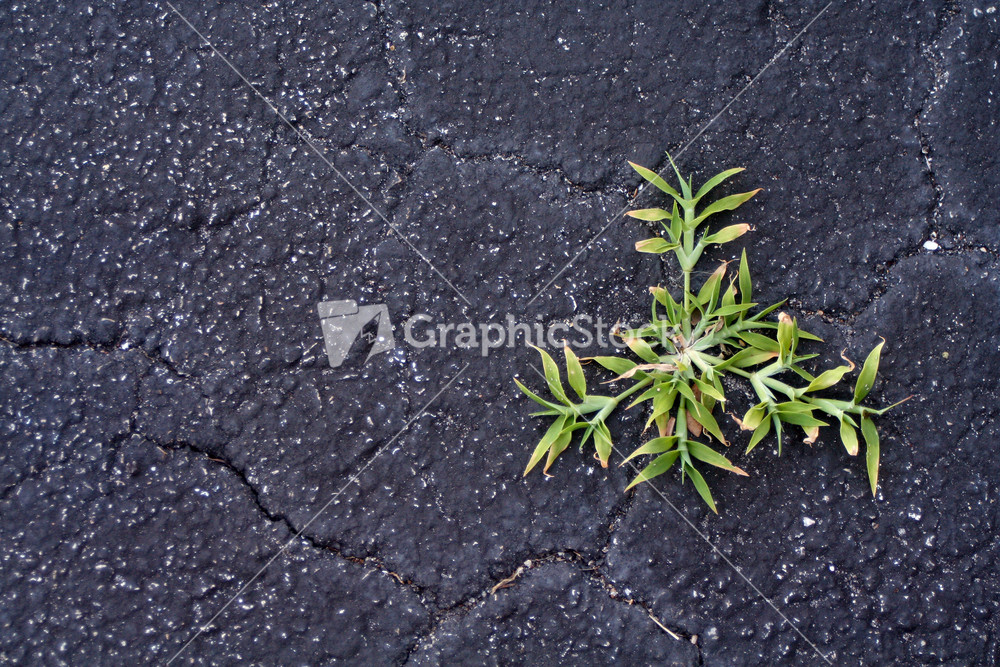 Plant Growing In Cracked Asphalt - Vitality Symbol