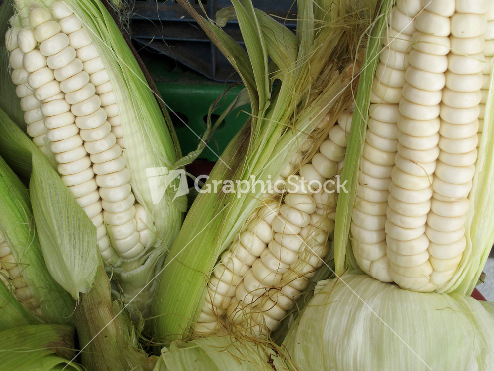 Ripe Peruvian Corn
