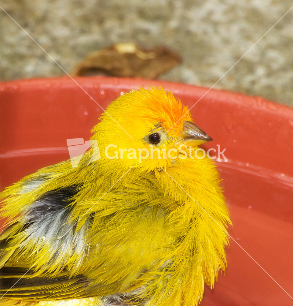 Saffron Finch Bird Closeup