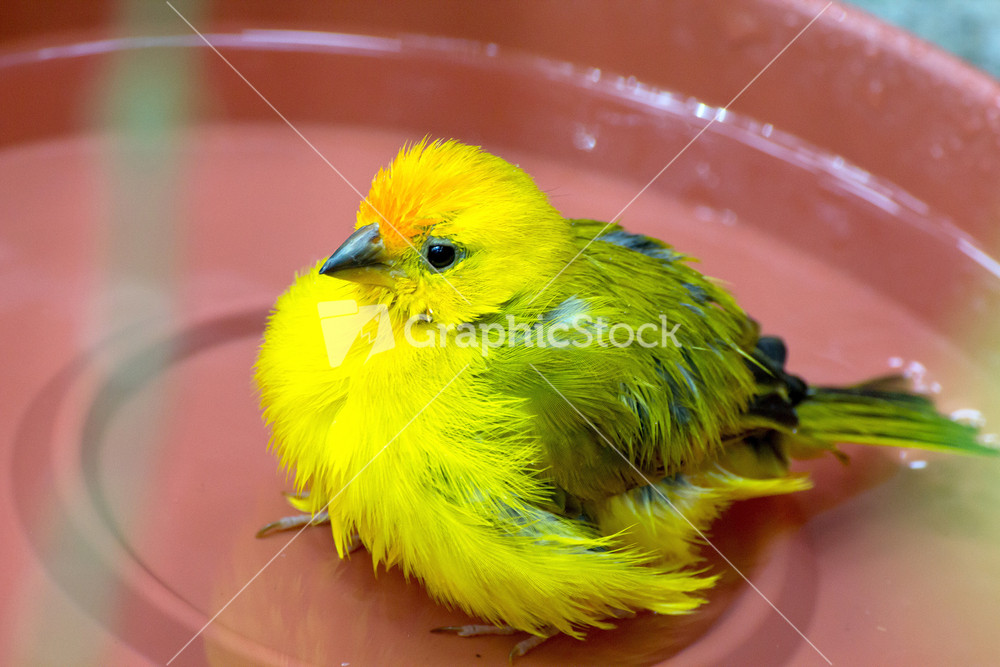 Saffron Finch Bird
