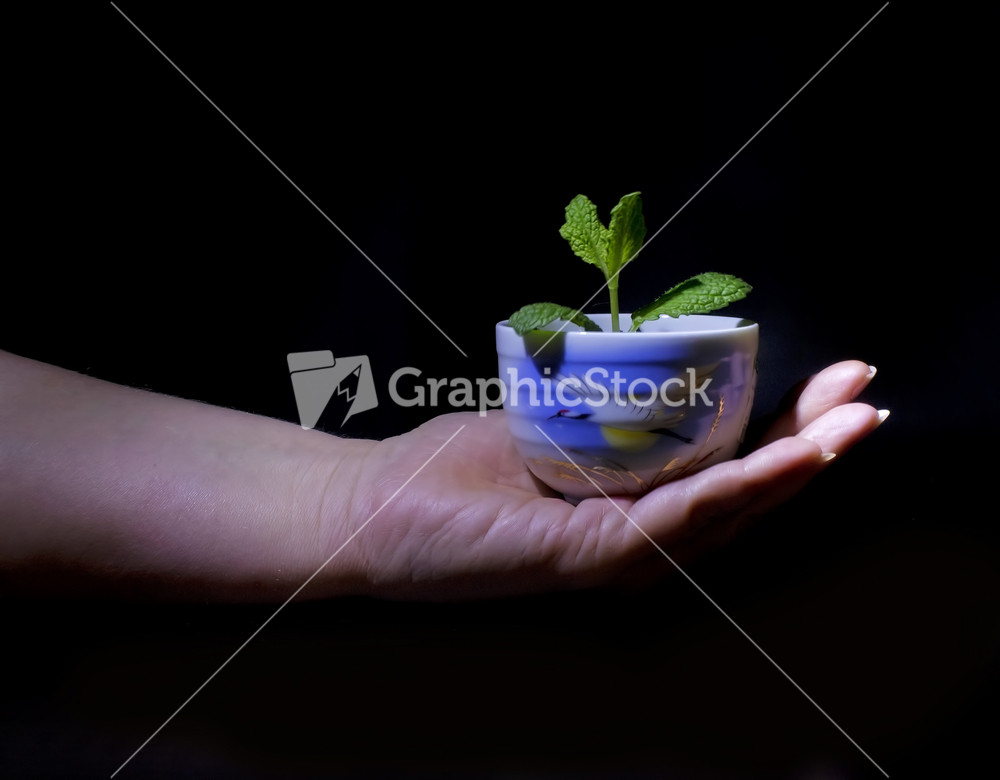 Tiny Plant In Hand