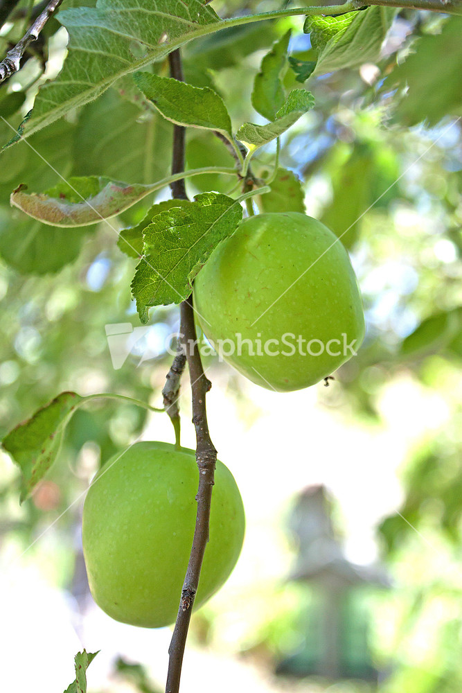 Two Apples On Tree