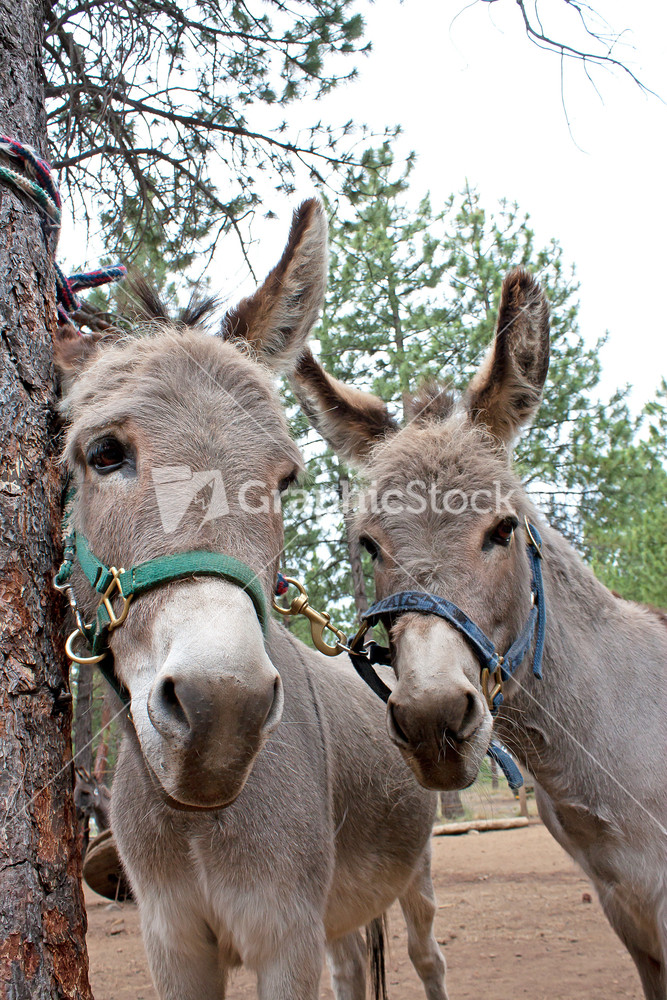 Two Donkeys Faces