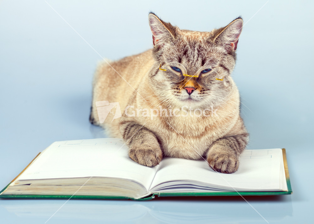 Cute business cat with glasses lying on the notebook (book)