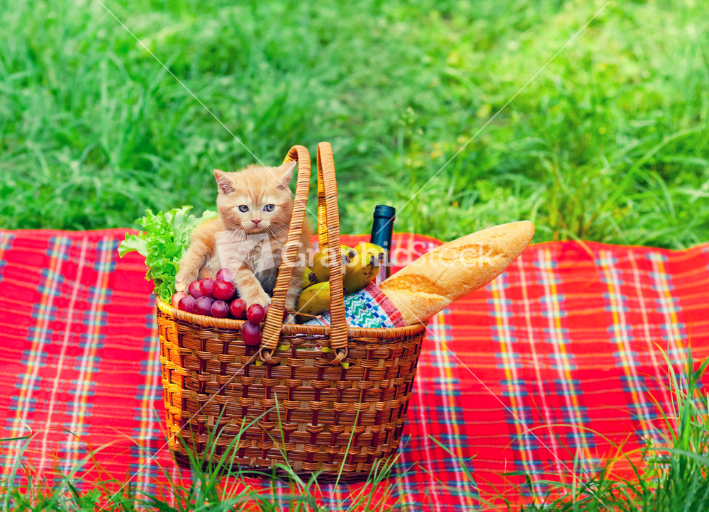 Little kitten on picnic basket with fruits on the blanket