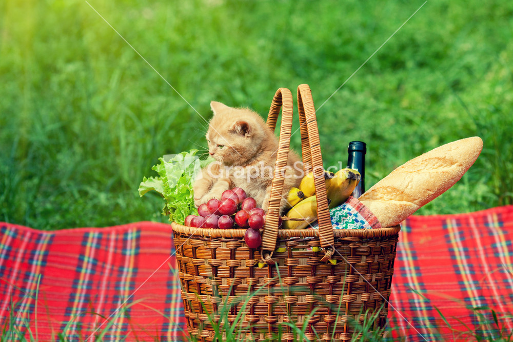 Little kitten sniffing the picnic basket outdoors