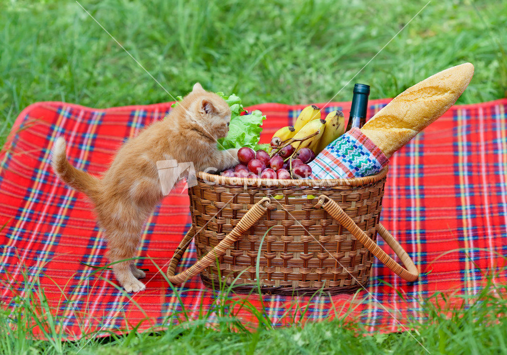 Kitten climbs in a picnic basket