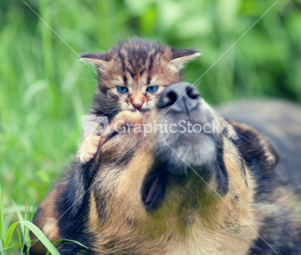 Cat and dog playing on the grass
