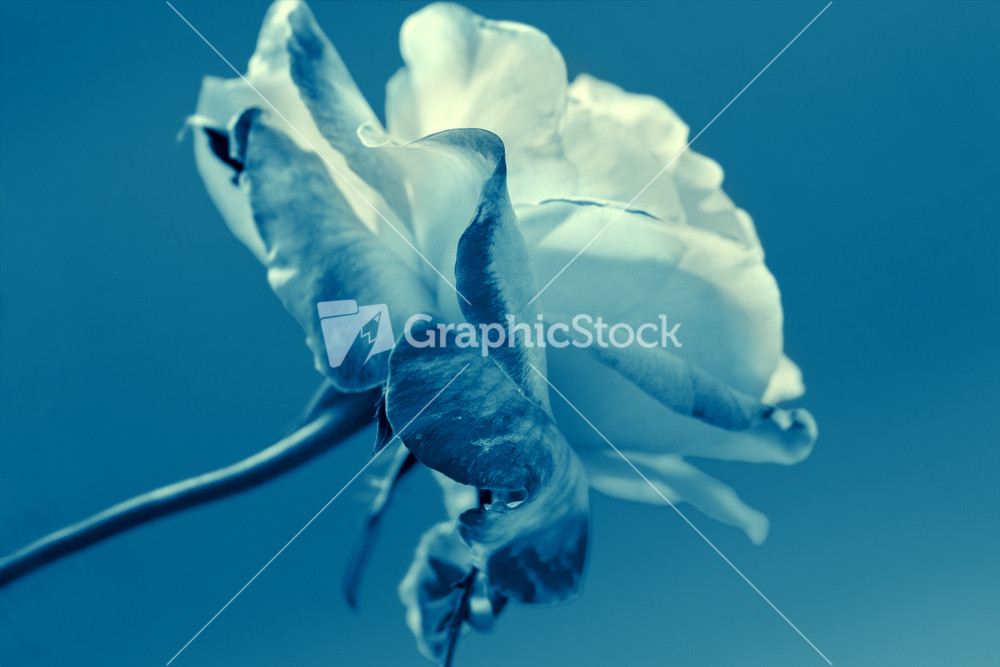 Vintage blue rose