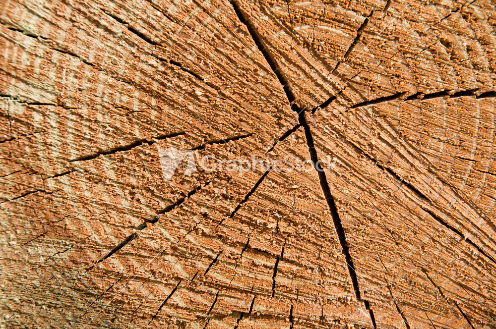 Wood Tree Rings