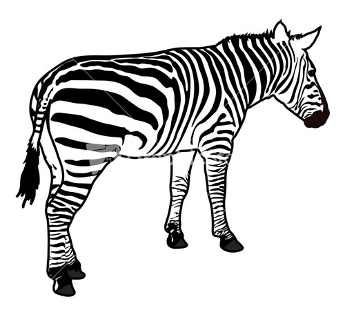 zebra silhouette clip art - photo #11