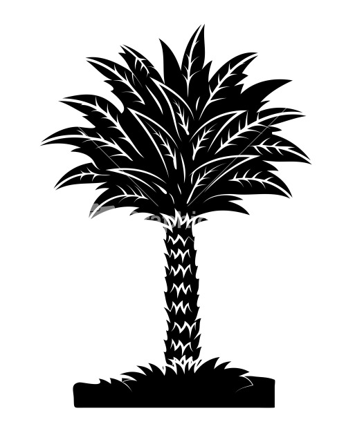 Palm Trees Royalty-Free Vectors, Illustrations and Photos