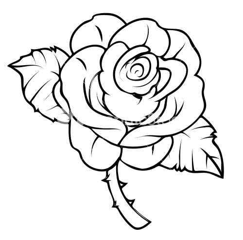 Rose Drawing Stock Image